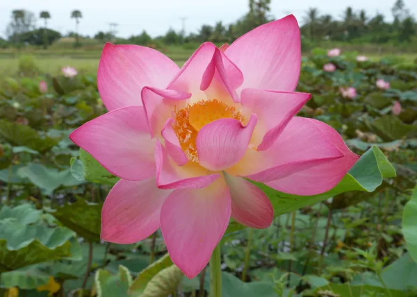 Krásný lotosový květ. — Stock fotografie