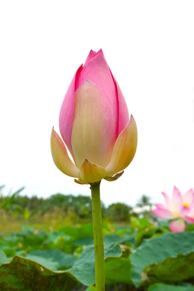Beautiful lotus flower. — Stock Photo, Image