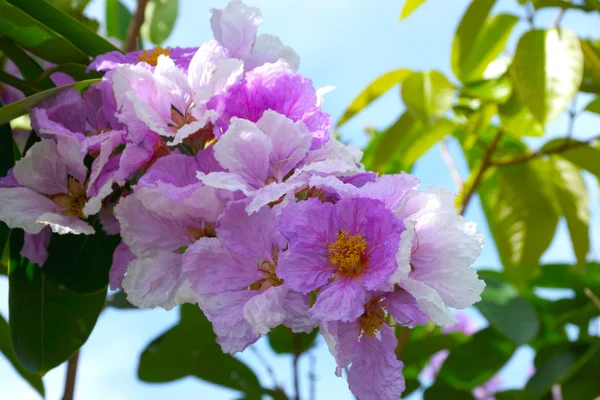 クイーンズのサルスベリの花が咲いて — ストック写真