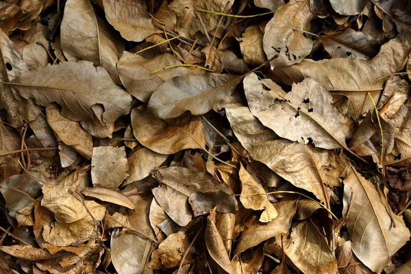 Hojas secas fondo otoño — Foto de Stock