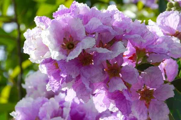 Βασίλισσες μυρτιάς κρεπ λουλούδι ανθοφορία — Φωτογραφία Αρχείου