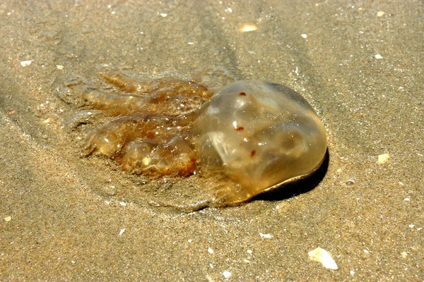 Água-viva morta na praia. — Fotografia de Stock