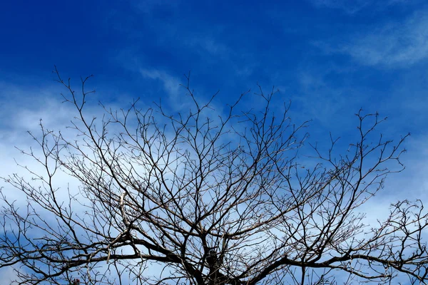 Siluetas árboles muertos. Fondo del cielo . — Foto de Stock