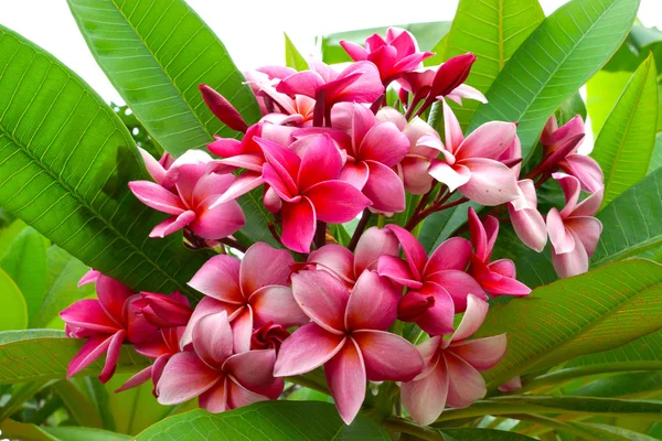 Gren av tropiska röda blommor frangipani (plumeria) på mörka gre — Stockfoto