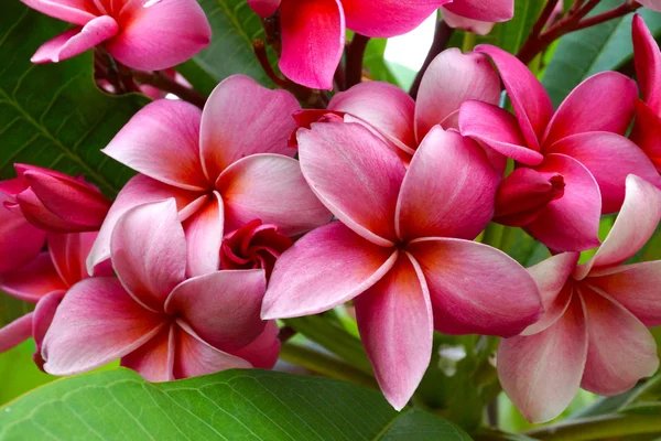 Ramo de flores vermelhas tropicais frangipani (plumeria) em gre escuro — Fotografia de Stock