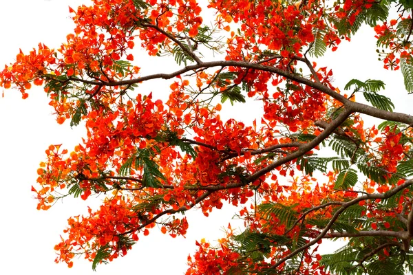 Flame tree. — Stockfoto