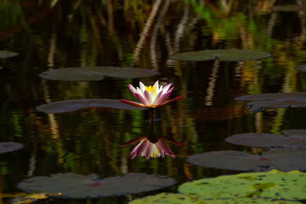 Flores de lótus ou flores de lírio de água florescendo na lagoa . — Fotografia de Stock