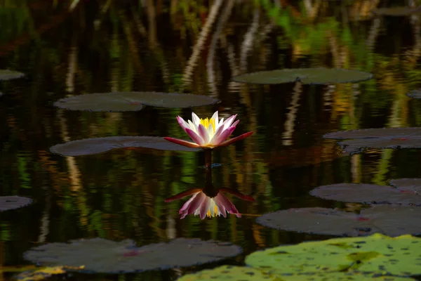 Fiori di loto o fiori di giglio d'acqua che fioriscono sullo stagno . — Foto Stock