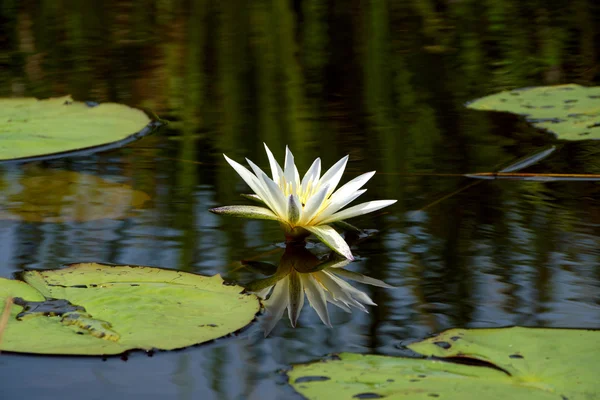 Flores de lótus ou flores de lírio de água florescendo na lagoa . — Fotografia de Stock