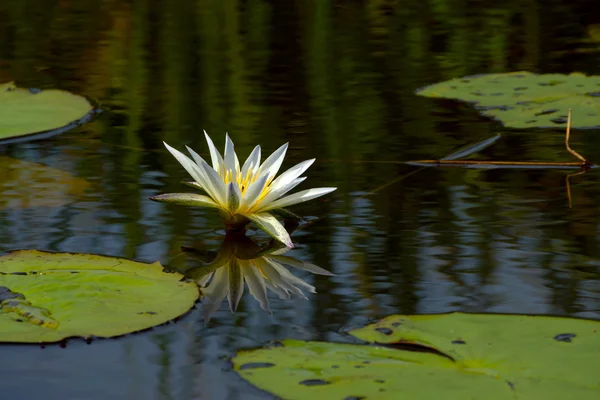 Flores de lótus ou flores de lírio de água florescendo na lagoa . — Fotografia de Stock