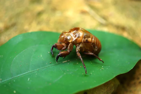 Cicada ліньки . — стокове фото