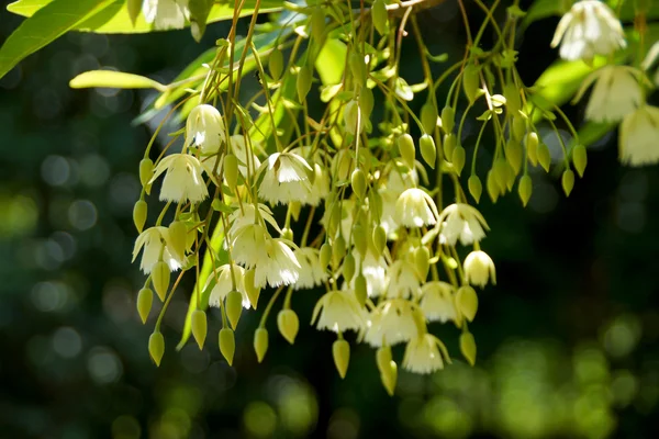 Flores brancas de Elaeocarpus grandiflorus Sm . — Fotografia de Stock