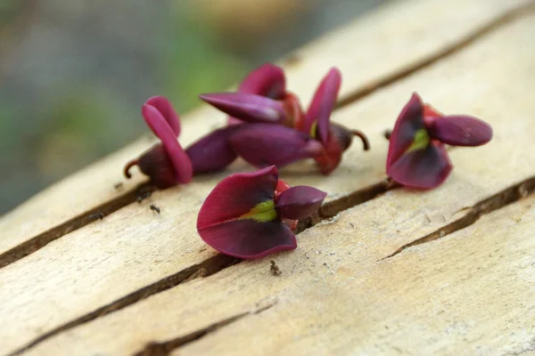 Piros virágok callerya atropurpurea benth. — Stock Fotó