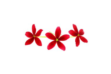 Red flower of Rangoon creeper. clipart