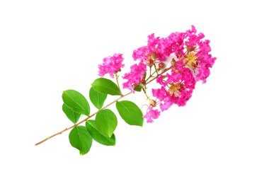 Krep myrtle çiçek (lagerstroemia indica l.)