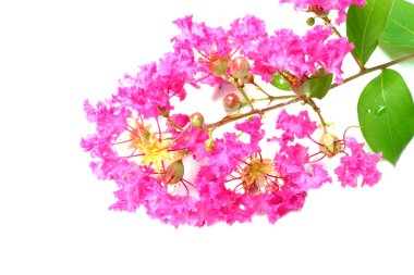 Krep myrtle çiçek (lagerstroemia indica l.)