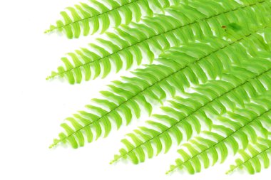 Boston fern. Bilimsel adı: fujer exaltata (l) schott.