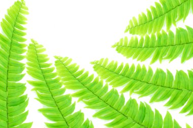 Boston fern. Bilimsel adı: fujer exaltata (l) schott.