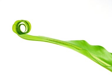 kuş yumuşak yaprakları eğreltiotu (asplenium nidus) beyaz b iç içe.