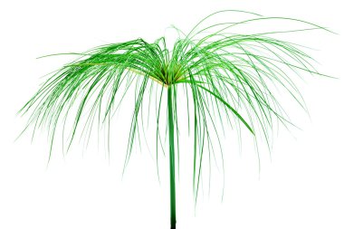 Mısır papirüs. (cyperus papirüs l.)