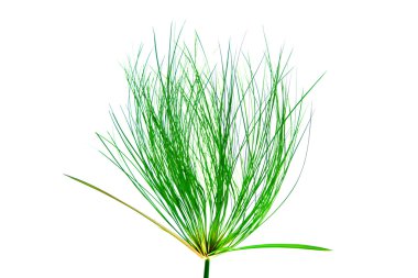 Mısır papirüs. (cyperus papirüs l.)