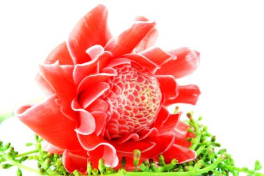 etlingera elatior tropikal kırmızı çiçek