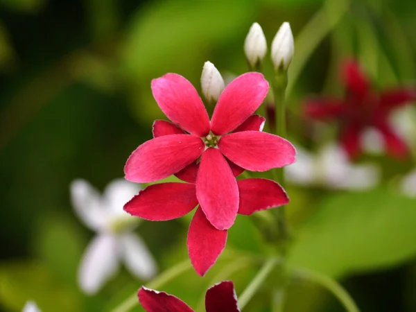 Flor roja de Rangún trepador . —  Fotos de Stock