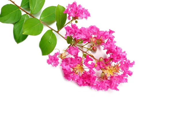 Floers myrtle bloemen (lagerstroemia indica l.) — Stockfoto