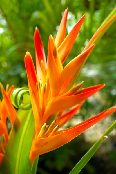 Heliconia: zlatý pochodeň., oranžové pochodeň. — Stock fotografie