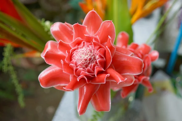 Tropical Red flower of etlingera elatior — Stock Photo, Image
