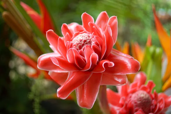 Tropikalny czerwony kwiat etlingera wyniosła — Zdjęcie stockowe