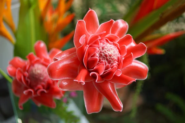 Floarea rosie tropicala de etlingera elatior — Fotografie, imagine de stoc