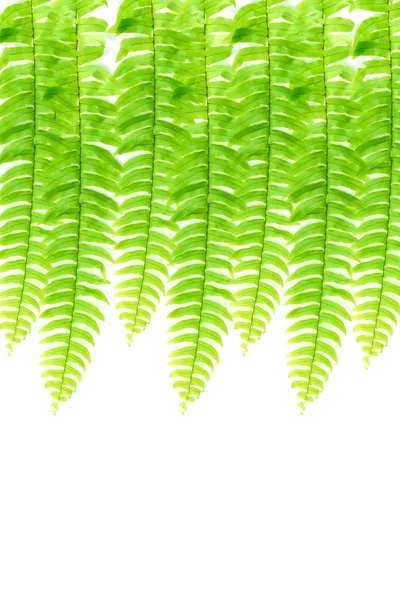 Boston Fern. Scientific name: Nephrolepis exaltata(L)Schott. — Stock Photo, Image