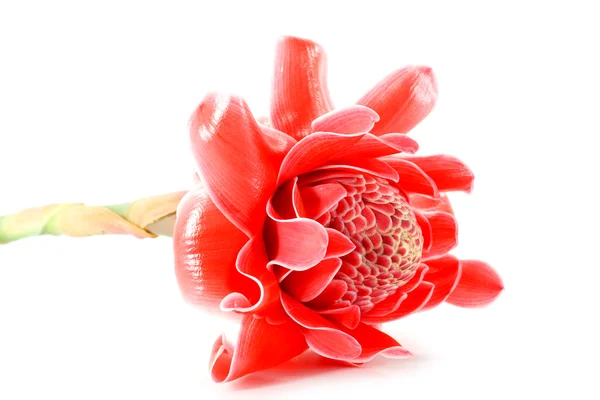 Flor roja tropical de etlingera elatior — Foto de Stock