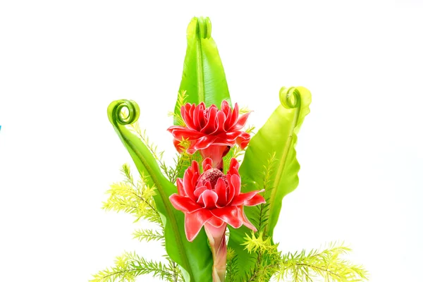 Tropical Red flower of etlingera elatior — Stock Photo, Image