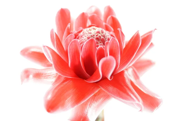 Flor vermelha tropical de etlingera elatior — Fotografia de Stock