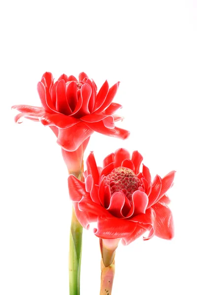 Flor vermelha tropical de etlingera elatior — Fotografia de Stock