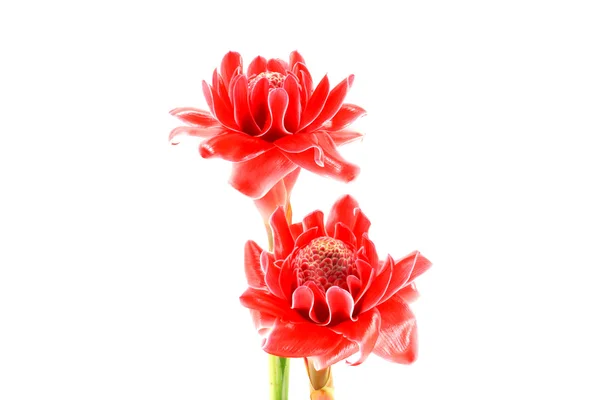 Flor roja tropical de etlingera elatior — Foto de Stock