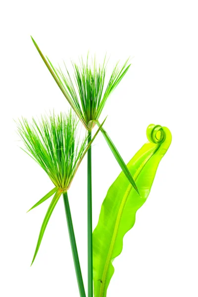 Egyptian papyrus and Soft leaves of the Bird's nest fern. — Stock Photo, Image