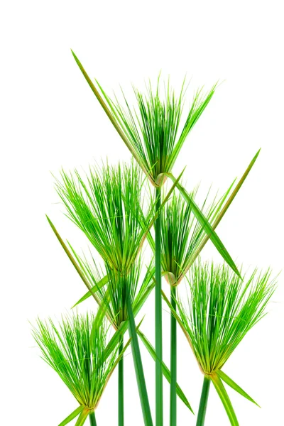 Египетский папирус. (Cyperus papyrus L .) — стоковое фото