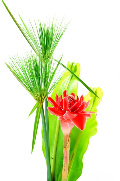 Τροπικά κόκκινο λουλούδι της etlingera elatior — Φωτογραφία Αρχείου