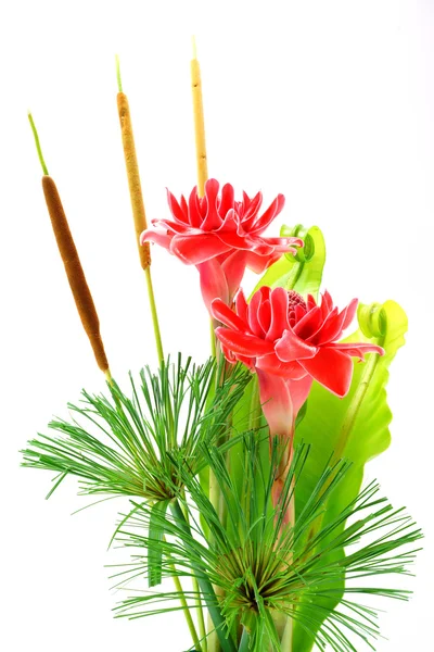 Tropical Red flower of etlingera elatior — Stock Photo, Image