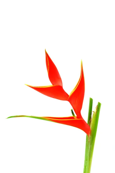 Heliconia indah — Stok Foto