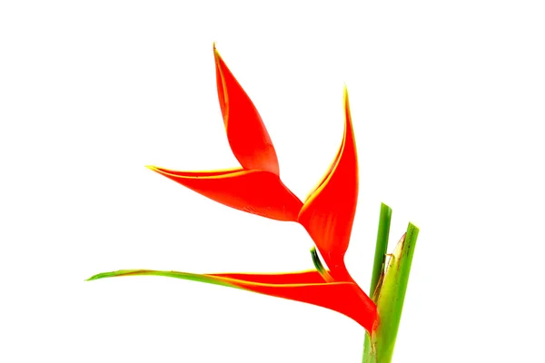 Hermosa Heliconia — Foto de Stock
