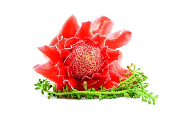Flor vermelha tropical de etlingera elatior — Fotografia de Stock