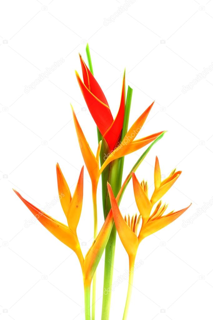 Beautiful Heliconia flower blooming on isolate white background.