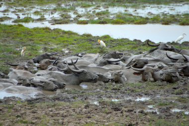 Çamurda bufalo.
