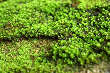 kaya şelale üzerinde parlak yeşil yosun makro çekim.