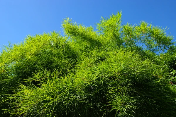 竹の木のままに空を背景に — ストック写真