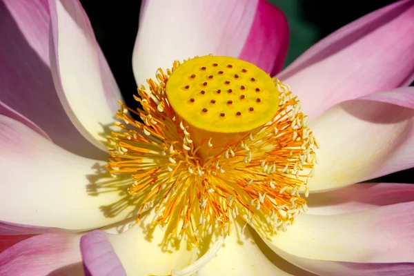 Pink lotus flower blooming. In the outdoor pool. — Stock Photo, Image